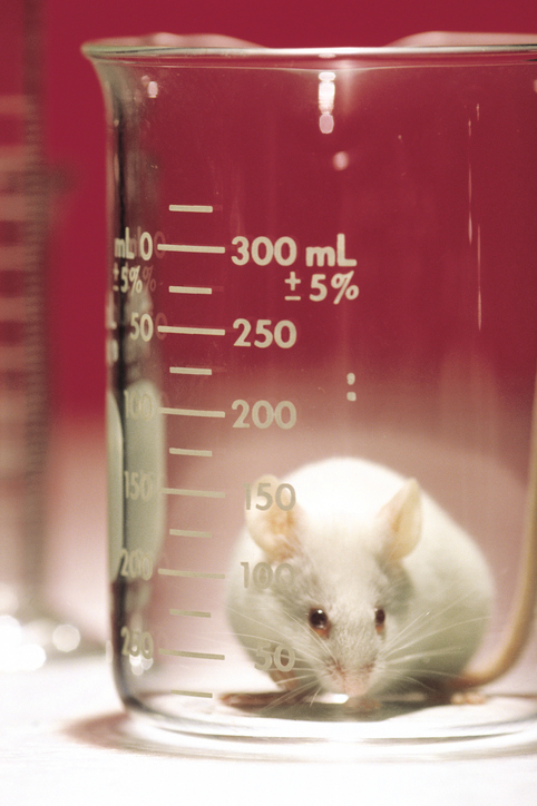 Cosmetici, Parlamento Ue chiede divieto di test su animali